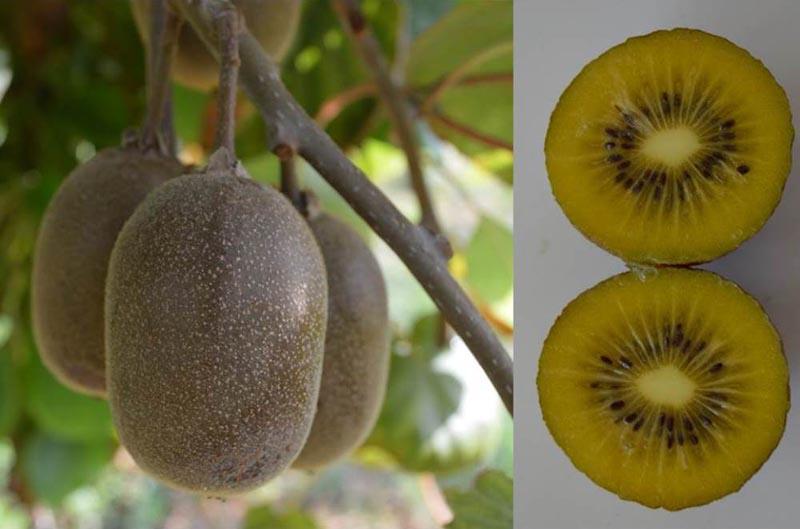 El kiwi  ha sido desarrollado por el Laboratorio de Mejoramiento Genético y Calidad de Fruta de la Facultad de Ciencias Agronómicas  de la Universidad de Chile.