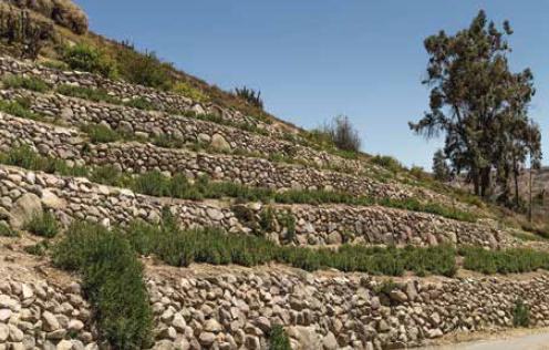Cultivos en terrazas de la localidad de Socoroma, elemento característico de las culturas altiplánicas.