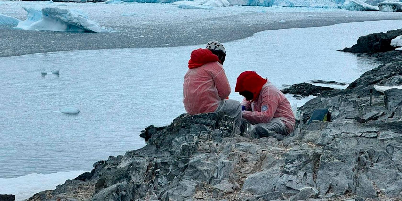 U. de Chile colabora en pionero plan de vigilancia de influenza aviar en la Antártica