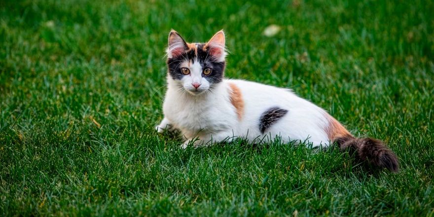 Especialista U. de Chile alerta sobre los riesgos silenciosos de los parásitos en animales de compañía