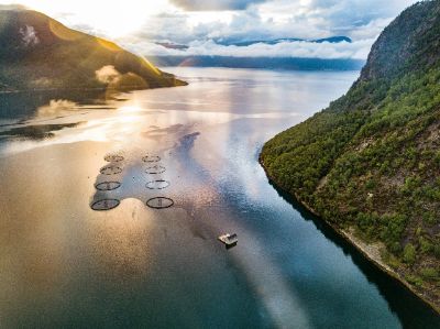 La acuicultura se ha expandido significativamente durante el último tiempo, respondiendo a la constante y progresiva alza en la demanda de alimentos a nivel mundial.