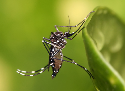"El mosquito hembra Aedes Aegypti por sí mismo no tiene el virus: lo adquiere al picar a una persona infectada, se “contagia” el virus y, posteriormente, lo trasmite a la siguiente persona que pique", informan los académicos. 