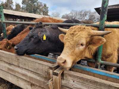 Buscan nuevas formas de enseñar en las asignaturas de la Facultad de Ciencias Veterinarias y Pecuarias