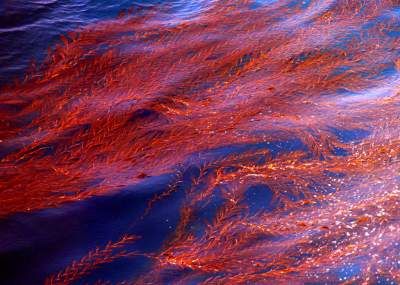 Los investigadores descubrieron marcadores genéticos que permiten identificar los choritos que provenientes de zonas libre y afectadas por marea roja.
