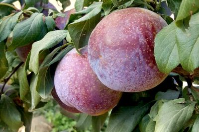 Otra ventaja de esta fruta es que mantiene la calidad por mucho tiempo, por lo que puede ser cosechada y conservada en cámaras de frío y por lo tanto ser exportada a lugares muy distantes.