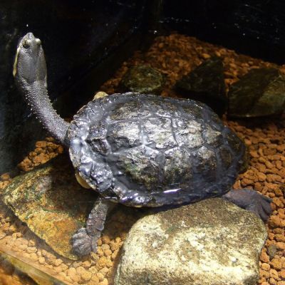 La tortuga estaría emparentada con variedades que hoy viven entre el sur de Brasil y el Norte de Argentina, como la Hydromedusa tectifera (en la imagen).