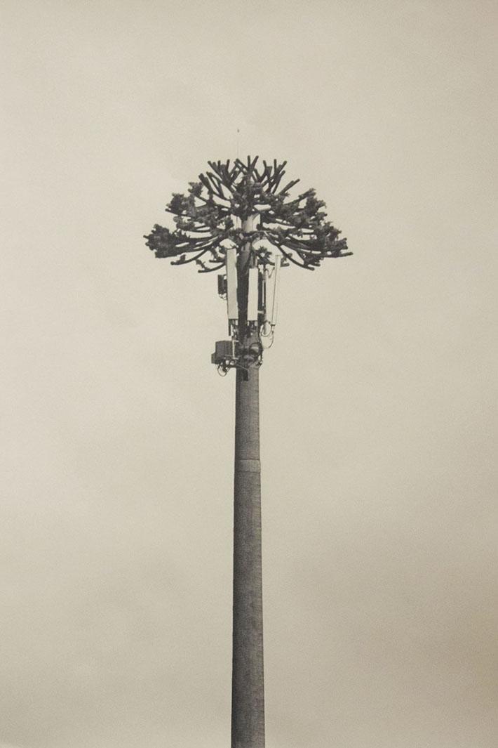 "Cero a la Izquierda" es la exposición en la que participan los artistas egresados del DAV, Manuel La Rosa y Guide Aguilera. Fotografía correspondiente a obra de La Rosa "Araucaria araucana o pehuén".