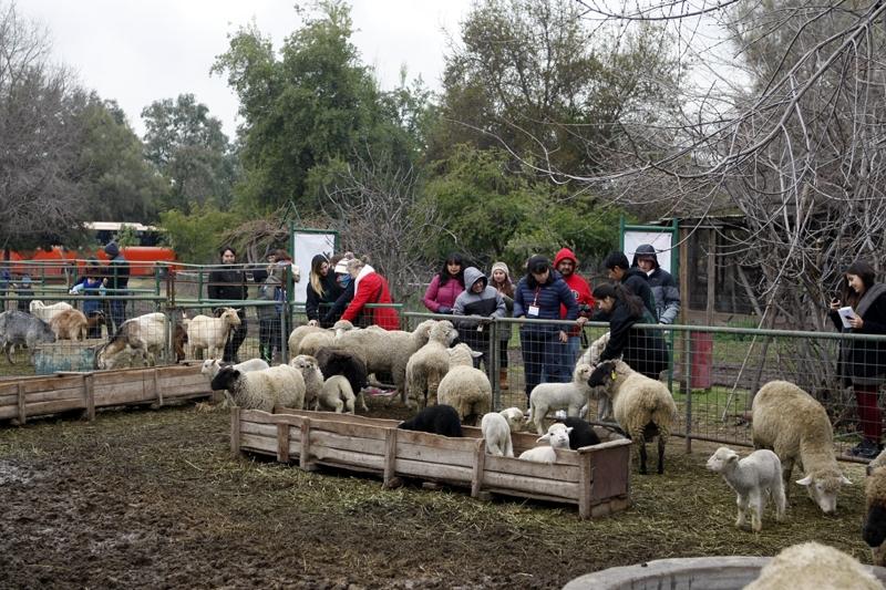 Proyecto "Intervenciones con caballos, perros y ovejas en la salud mental y física de niños que asisten a la Escuela Los Lirios de Coanil", uno de los ganadores FVL 2016.