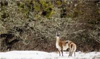 Mientras que la caza de guanacos es legal en Tierra del Fuego , esto ha desatado un intenso debate sobre la frágil recuperación de la especie y el dominio de poderosos intereses ganaderos y madereros.