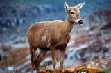 El lobo fino o lobo de dos pelos, en una especie amenazada en el cual han encontrado evidencias de problemas de salud posiblemente relacionados con las intervenciones humanas en los océanos.