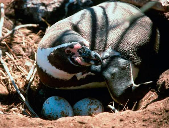 El Congreso se abordará además el cuidado de los nuevos animales de compañía, como los hurones.