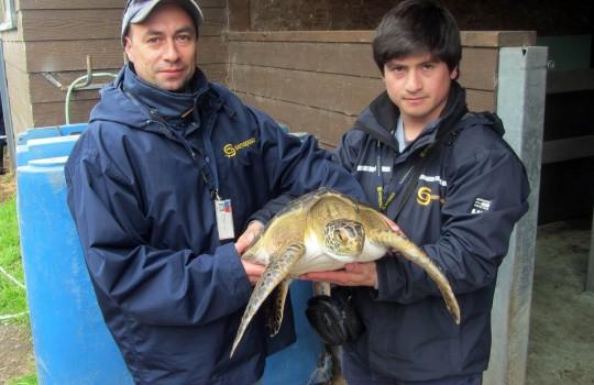 Tortuga verde es rescatada por Sernapesca y envíada a rehabilitación. Esta especie ha sido declarada en peligro de extinción por la Unión 