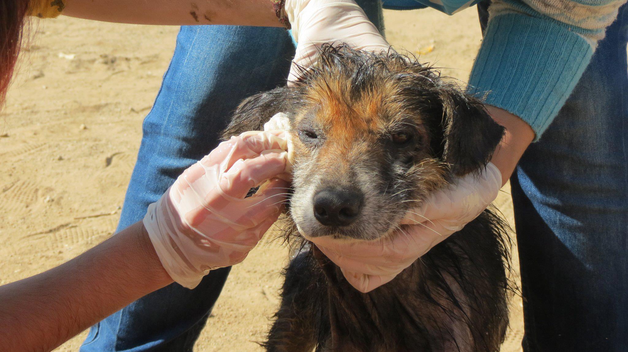 El apoyo oportuno de los médicos veterinarios es fundamental en las emergencias que constantemente afectan a nuestro país.