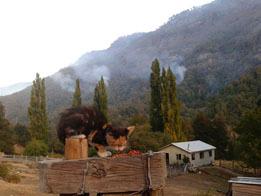 Mascotas en viviendas evacuadas, 29.03.15