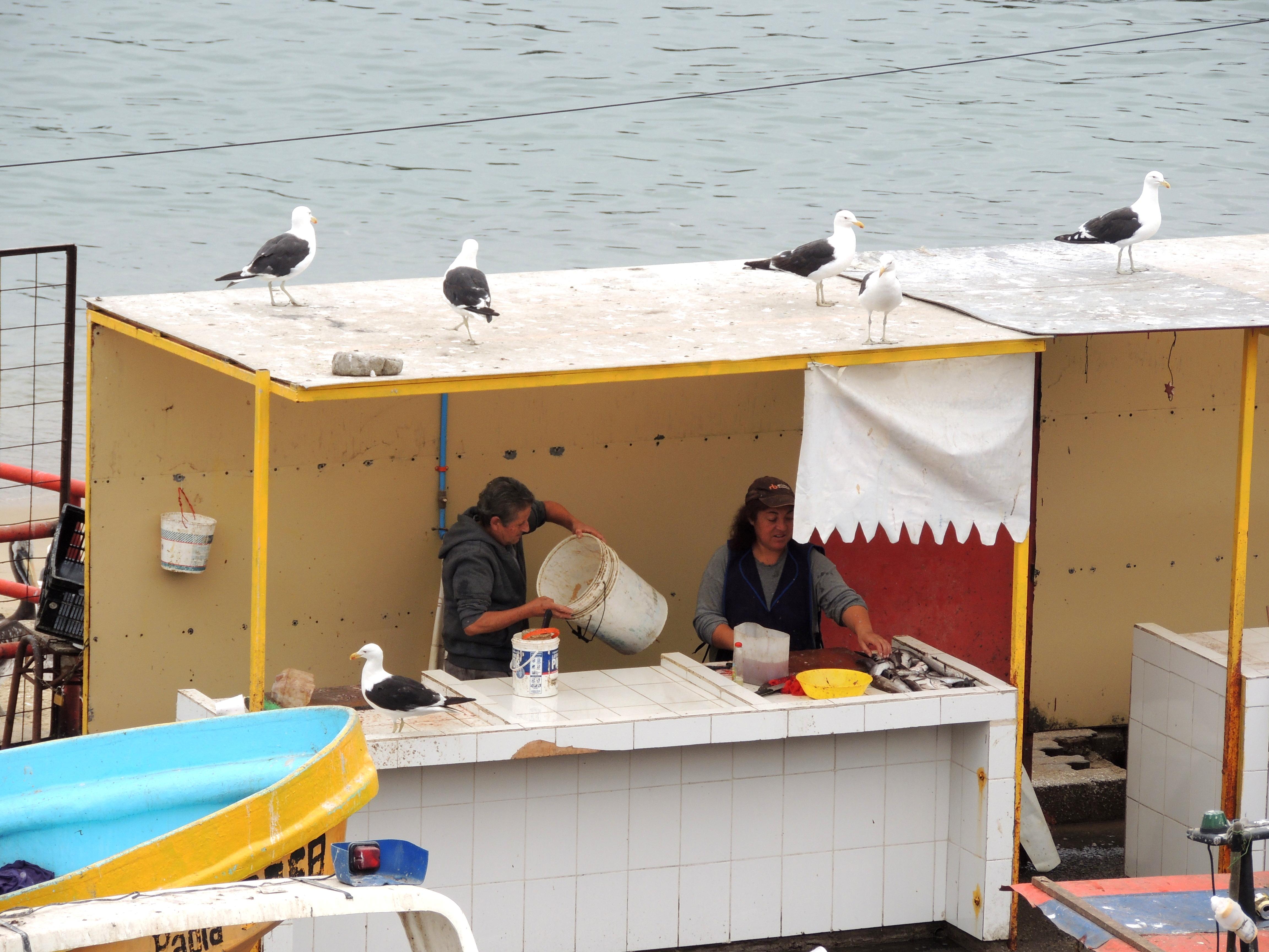 El estudio involucró a más de mil aves silvestres a lo largo de 2 mil kilómetros de la costa de Chile, entre Arica y Punta Arenas.