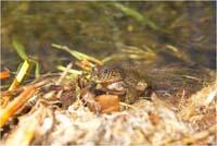 Telmatobius dankoi, la rana amenazada del Loa.