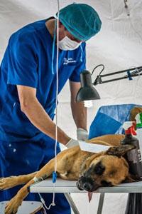 Se realizaron esterilizaciones, controles sanitarios; además de charlas educativas de tenencia responsable a la comunidad.