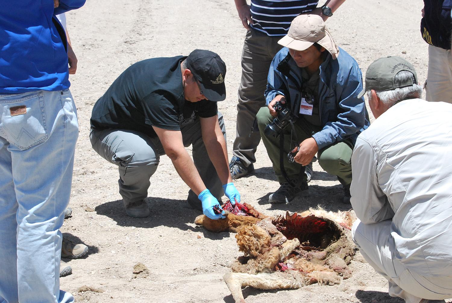 La vicuña es una especie en peligro de extinción, debido a la caza sistemática y a un elevado índice de mortalidad.