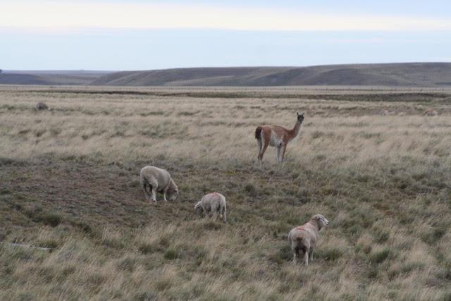 Guanacos y ovejas en la estepa fueguina. Crédito Profesor Cristóbal Briceño.