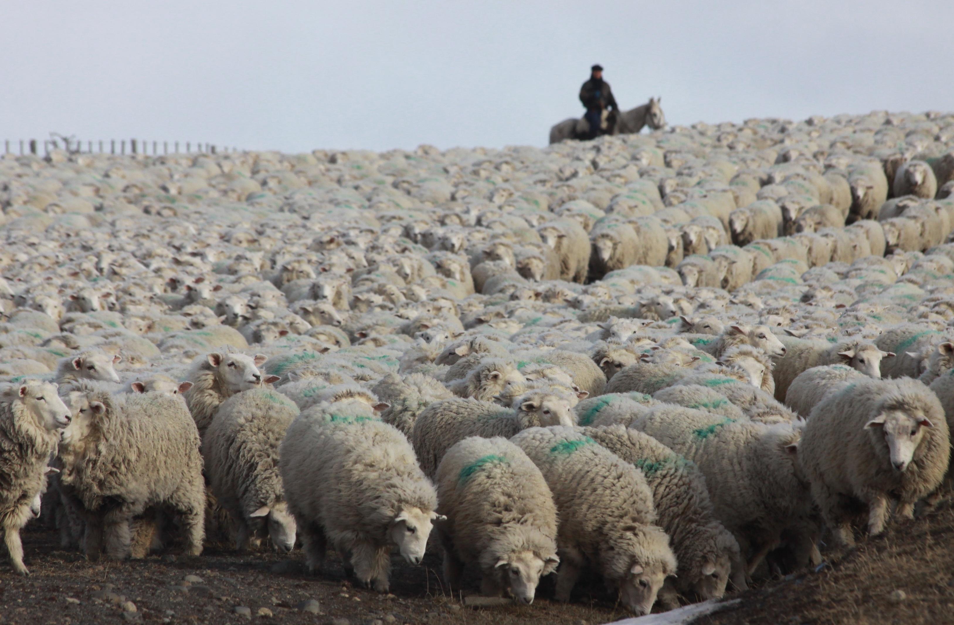 La Dra, Tamara Tadich, académica de la Facultad de Ciencias Veterinarias y Pecuarias de la U. de Chile se ha  especializado en el área de comportamiento y bienestar en equinos.   