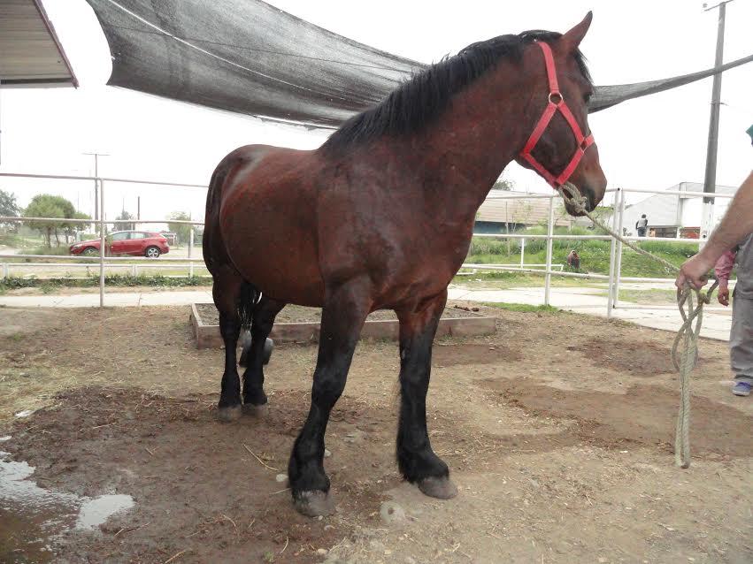 Un semental es un caballo que no ha sido castrado, con la misma conformación y fenotipo de su raza, pero la presencia de hormonas puede dar caballos con cuello más grueso y un físico más muscular.