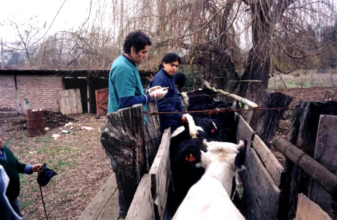 En la zona central de Chile hay predios con altas prevalencias de tuberculosis. Esto implica un gran impacto económico para los productores.