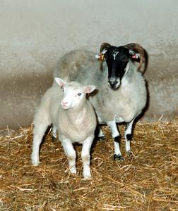 Dolly junto a su madre sustituta.