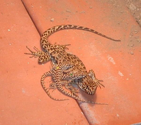 La Liolaemus leopardinus vive en las altas elevaciones, es vivípara, y es endémica de los Andes centrales de Chile.