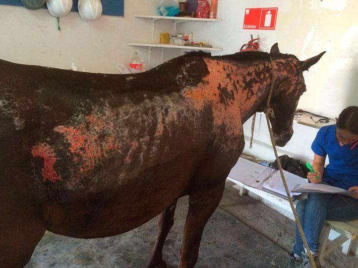 Carmelita la yegua rescatada de un incendio en Quilicura tenía más del 40 por ciento de su cuerpo quemado cuando llegó a FAVET.