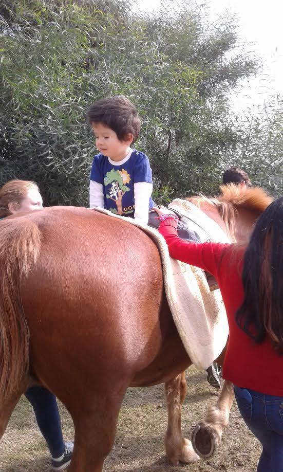 La iniciativa es ejecutada por profesionales de la Facultad de Ciencias Veterinarias y de la Escuela de Kinesiología de la misma casa de estudios, todos ellos apoyados por expertos en terapia asistida