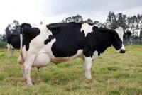 Se ha calculado un costo económico asociado a la mastitis para la industria lechera de aproximadamente USD$ 2 billones anuales