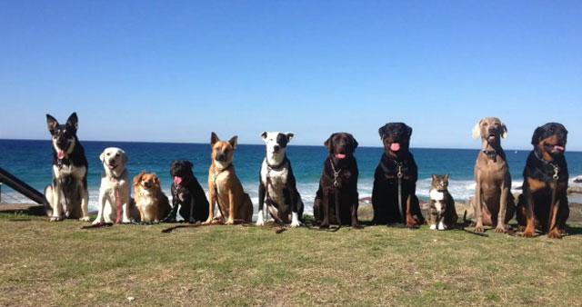 En este estudio se descubrió el viroma fecal de perros sanos y perros con diarrea aguda en Australia. 