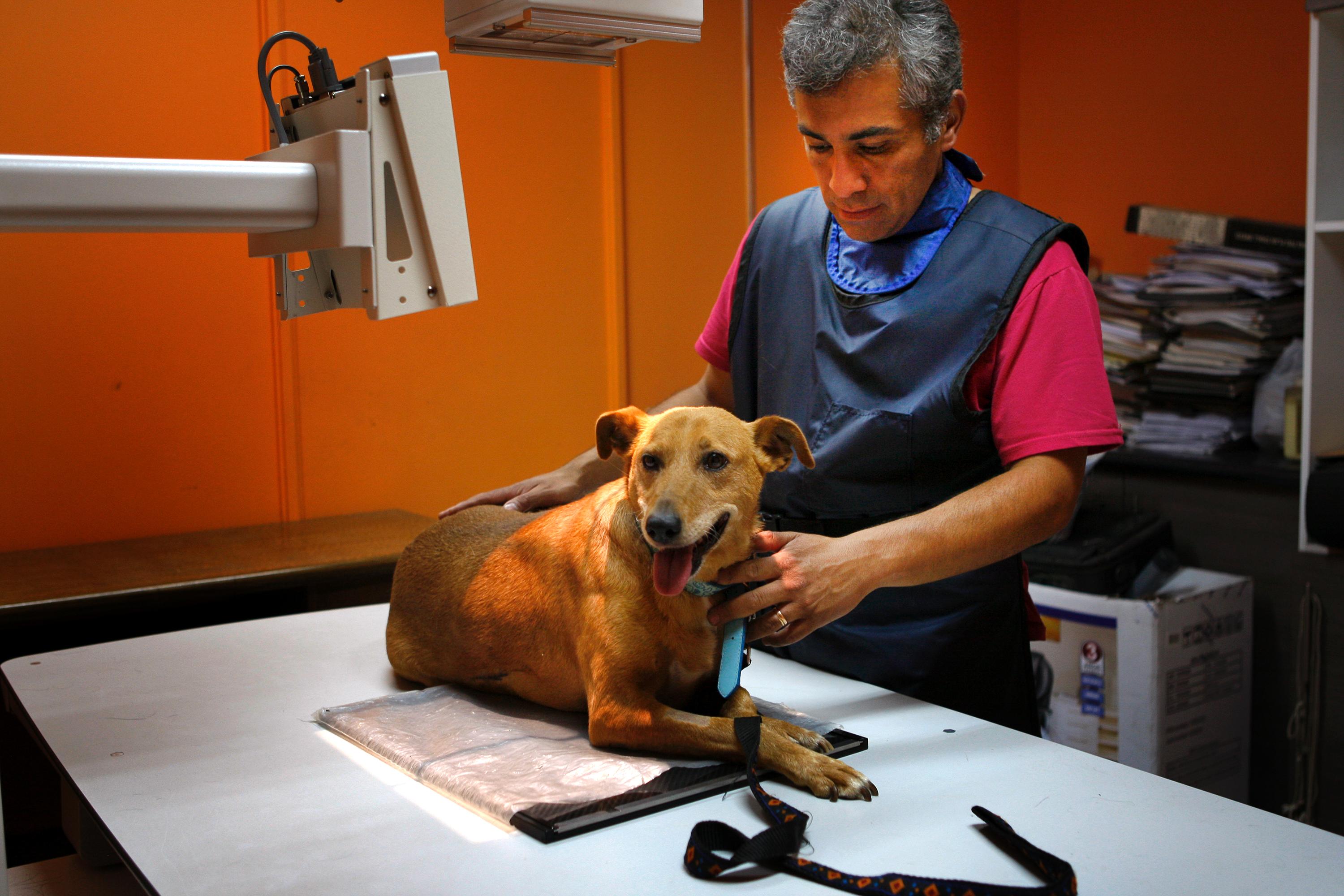 Para enfrentar esta problemática, los médicos veterinarios actuarían como garantes de la salud animal y promotores de la salud pública.