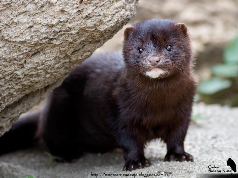 El Visón, Neovisión Vison, fue la especie más compleja a valorizar dado que su impacto apunta esencialmente a la biodiversidad, área intangible desde una perspectiva económica.