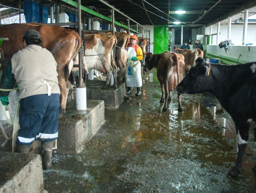 Los seres humanos pueden infectarse principalmente por la vía aérea y por contacto directo con secreciones o excreciones de animales diseminadores, principalmente rumiantes domésticos.