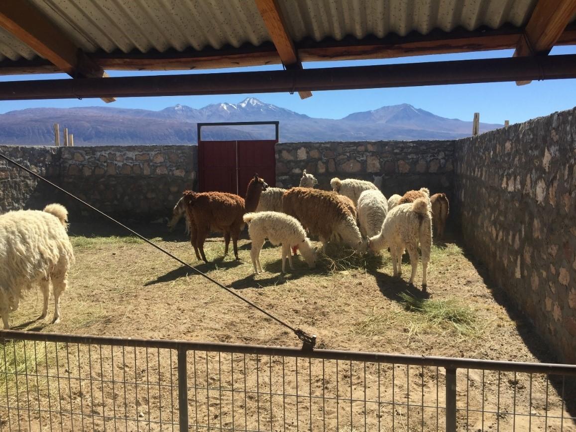 El objetivo principal fue hacer extensivos los resultados, proyecciones y alternativas de abordaje del trabajo a realizar con ganadero(a)s, artesano(a)s e hilandero(a)s de la región.