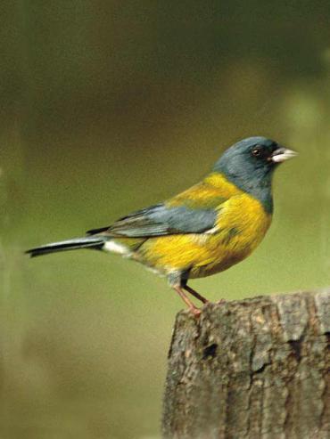 Aves de Chile: Cometocino Patagónico.