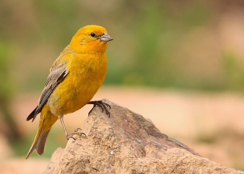 Aves de Chile: Chirigüe.