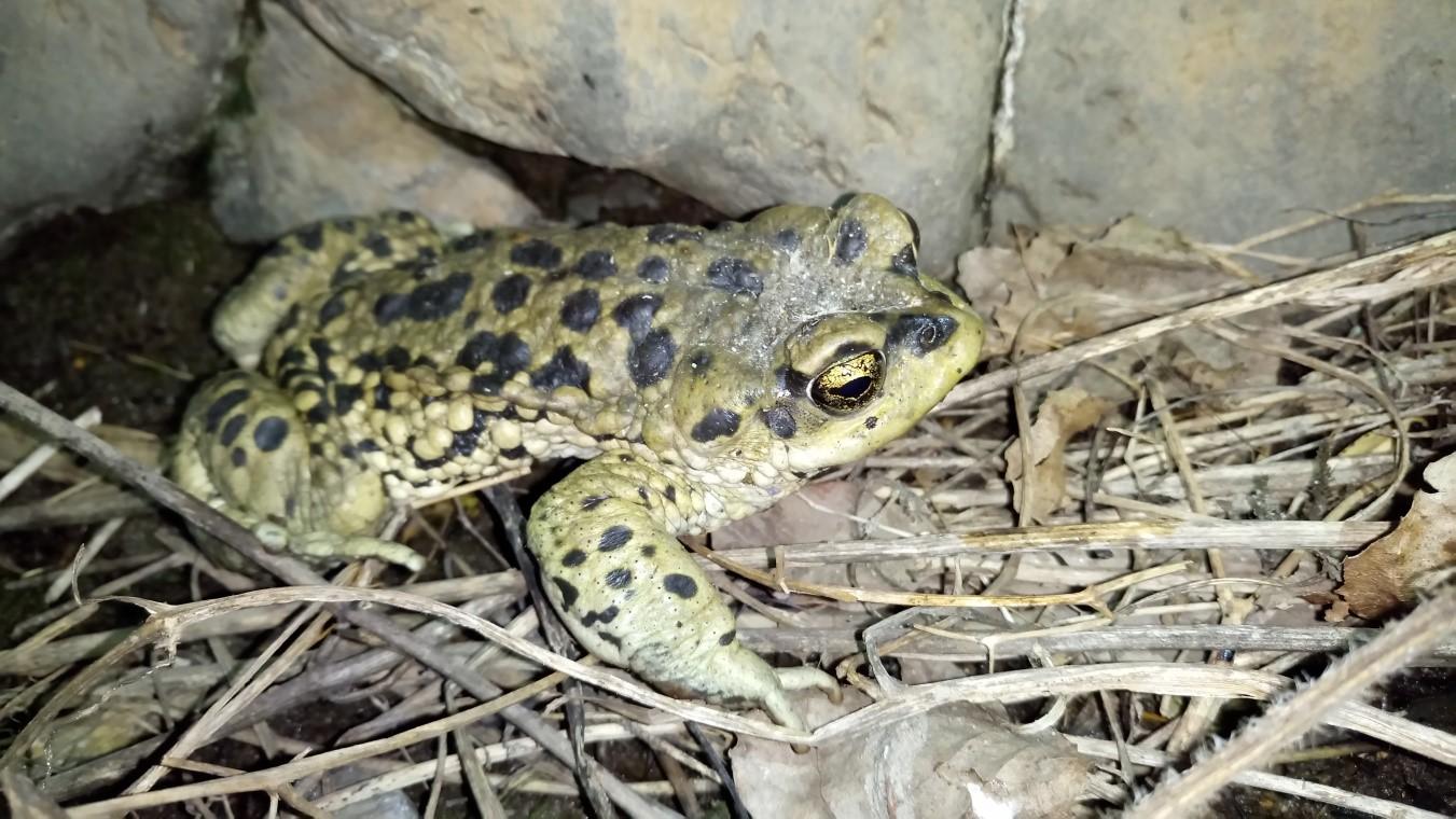 Adulto de Rhinella arunco, registrado en Santuario de la Naturaleza Quebrada de la Plata.