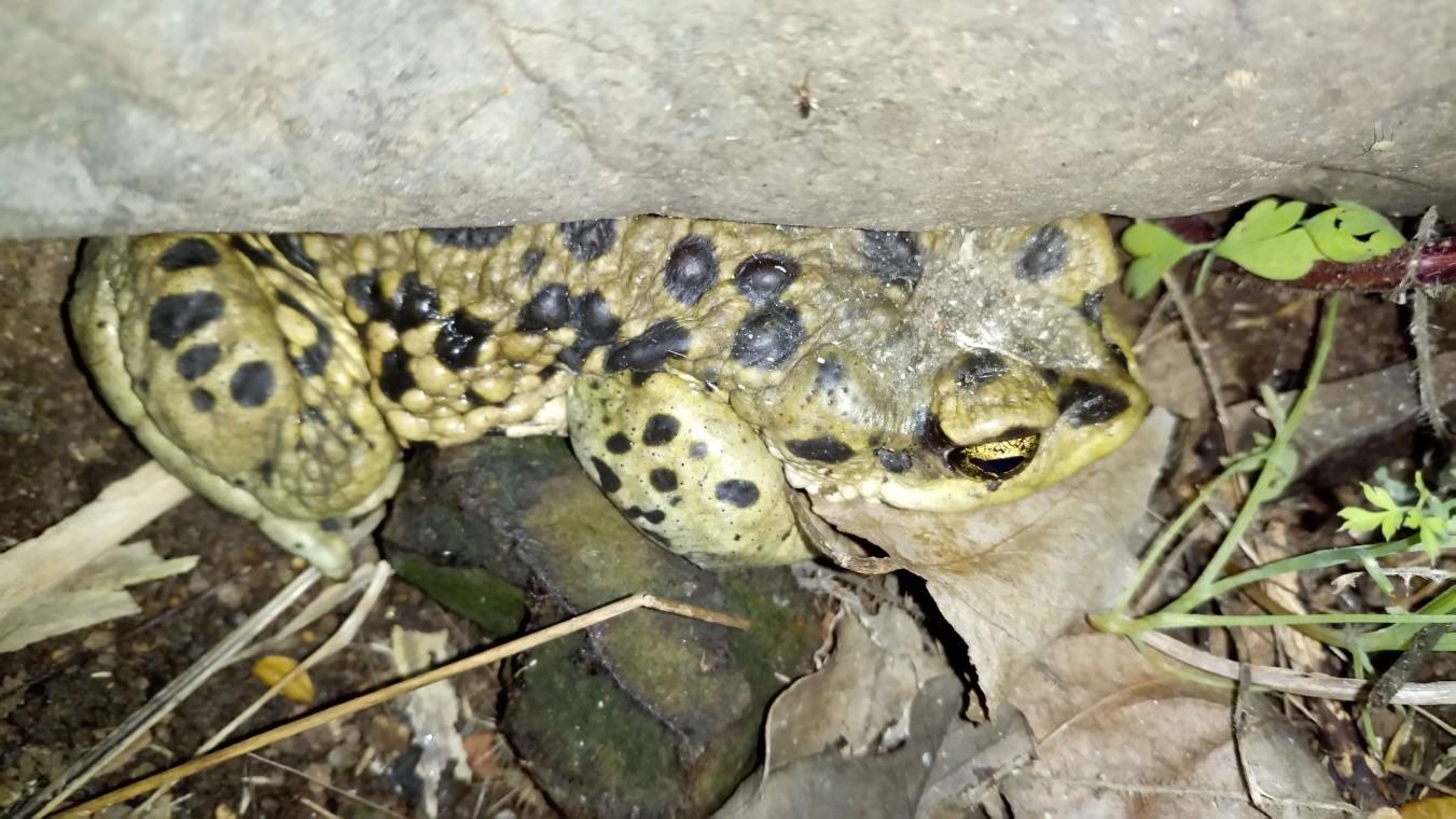 Adulto de Rhinella arunco, refugiado bajo roca.