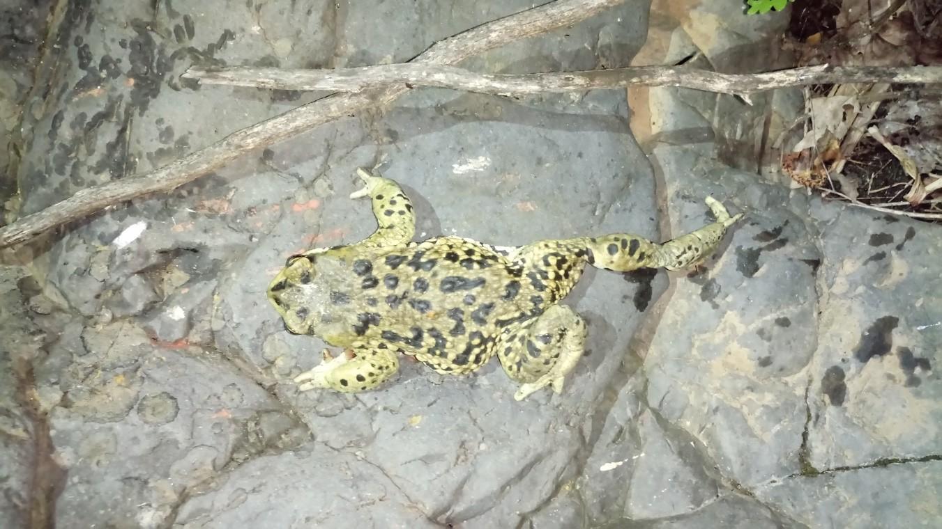 Ejemplar adulto escalando en una roca.