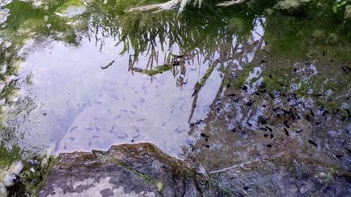 Sitio reproductivo de Rhinella arunco en Santuario de la Naturaleza Quebrada de la Plata.