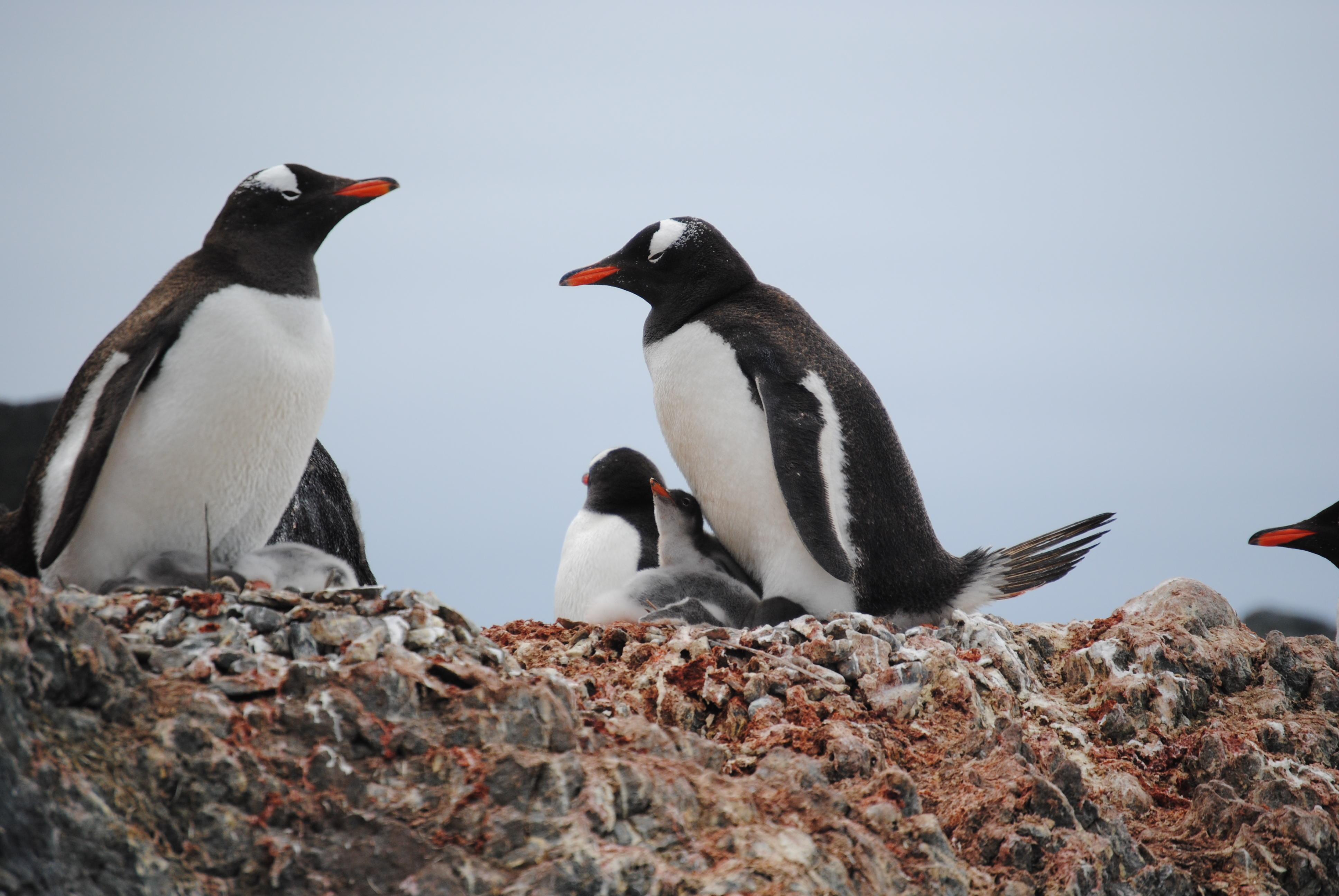 Pese a que el proyecto se enfoca esencialmente en Influenza A en pingüinos, también existe la oportunidad de buscar otros virus.