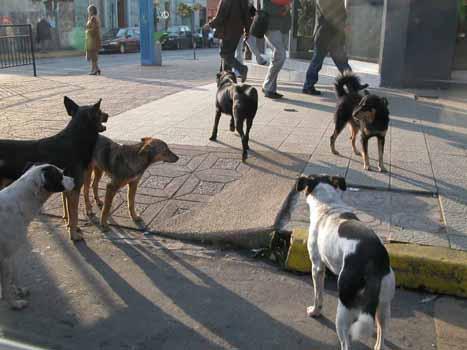 El ataque de perros asilvestrados o perros domésticos que se agrupan teniendo conductas que pueden afectar tanto a la población como al ganado, es un tema relevante en la comuna de Putre.