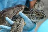 El Dr. Eric Lombardini será el principal conferencista de este seminario. El académico cuenta con una vasta trayectoria en fauna marina.