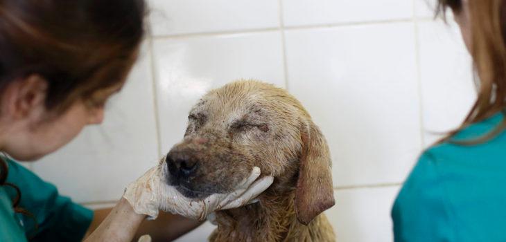 Durante los incendios de 2017, el Colegio Mèrdico Veterinario organizó a voluntarios y médicos veterinarios para el rescate y la atención clínica de los animales afectados. 