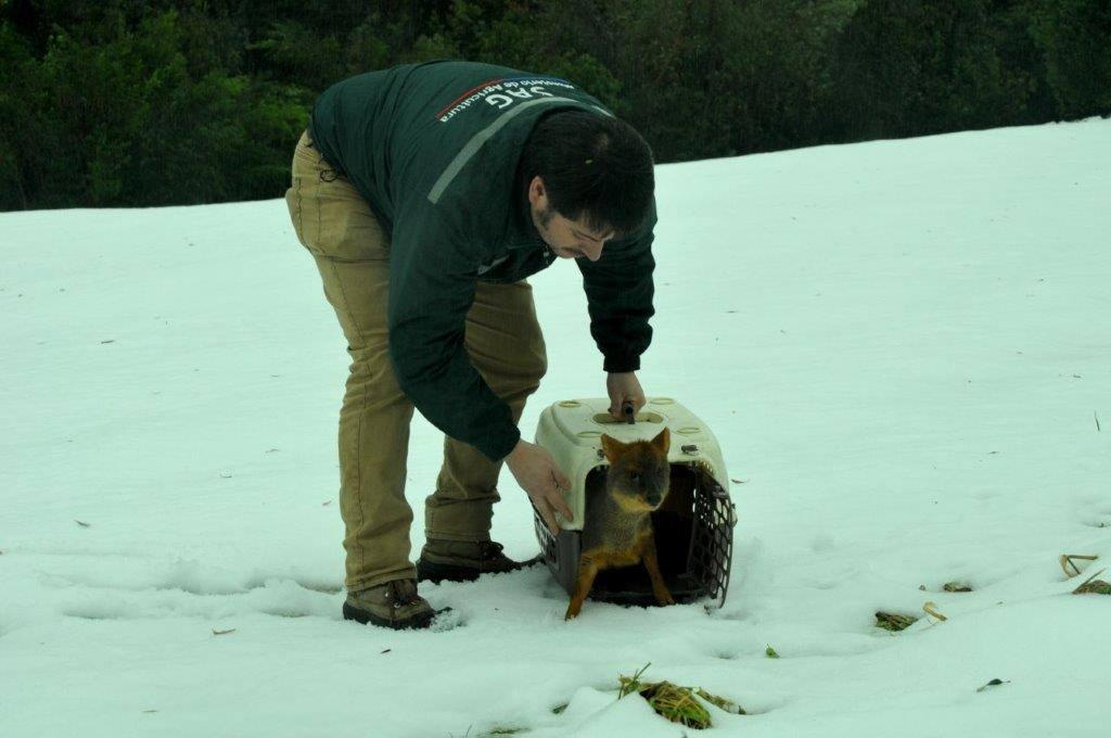 Funcionarios del Servicio Agrícola Ganadero (SAG) de Chaitén, liberaron a un pudú. 