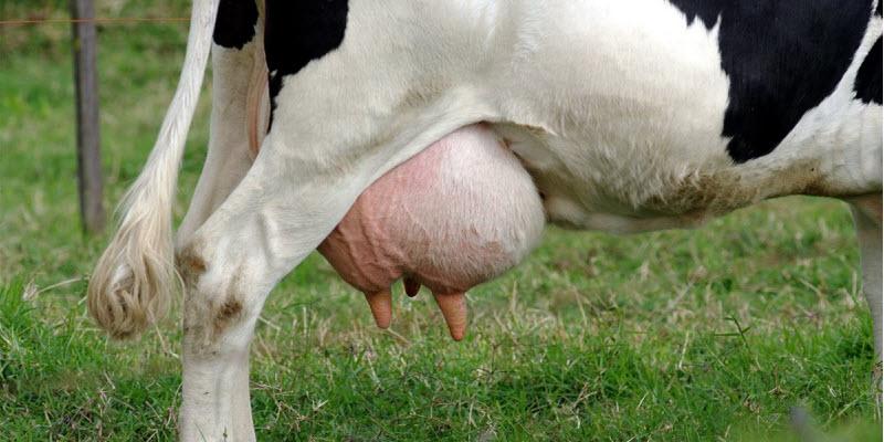 En Chile existe una alta prevalencia de mastitis y en estudios de Estados Unidos se ha calculado un costo económico asociado para la industria lechera de aproximadamente US$ 2 billones anuales.