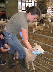 La Federación de Universidades para el Bienestar Animal, es una organización internacional sin fines de lucro que trabaja con la comunidad científica en el bienestar animal.