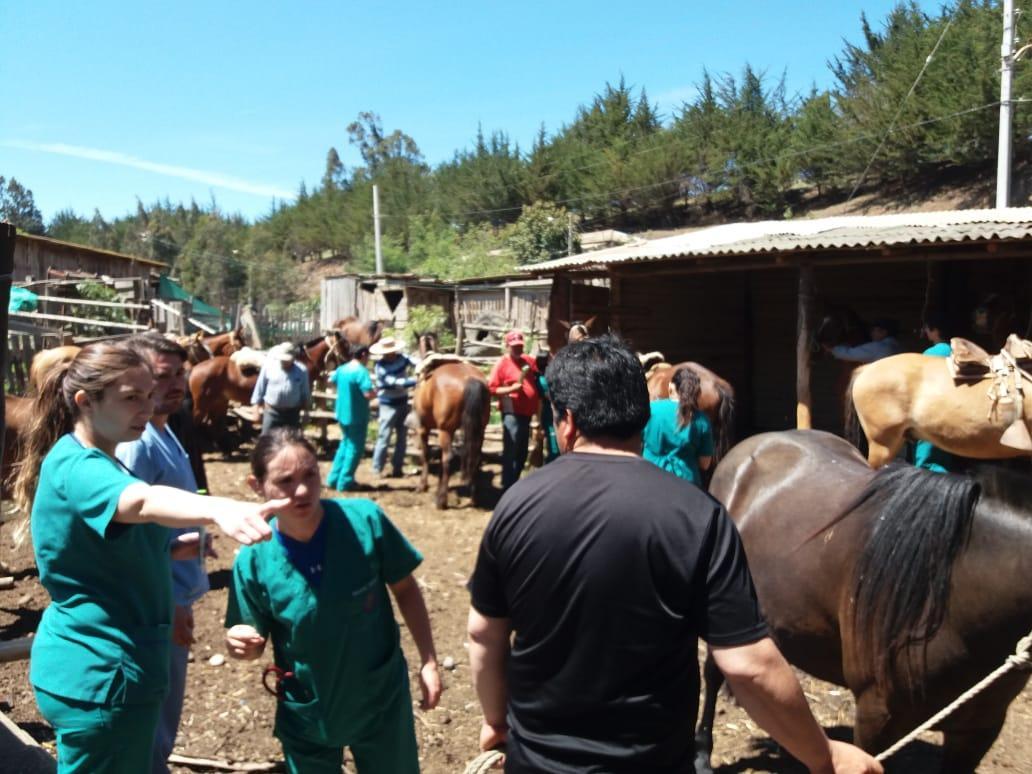 Un total de 20 alumnos dirigidos por el Dr. Christian de la Fuente, realizaron desparasitaciones, entrega de complejos vitamínicos y vacunación contra Influenza Equina.